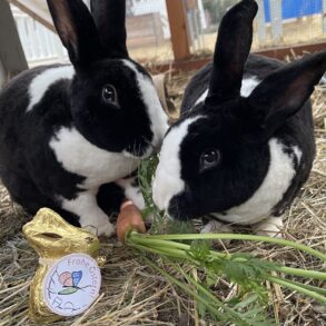 2 Hasen und ein Osterhase aus Schokolade.