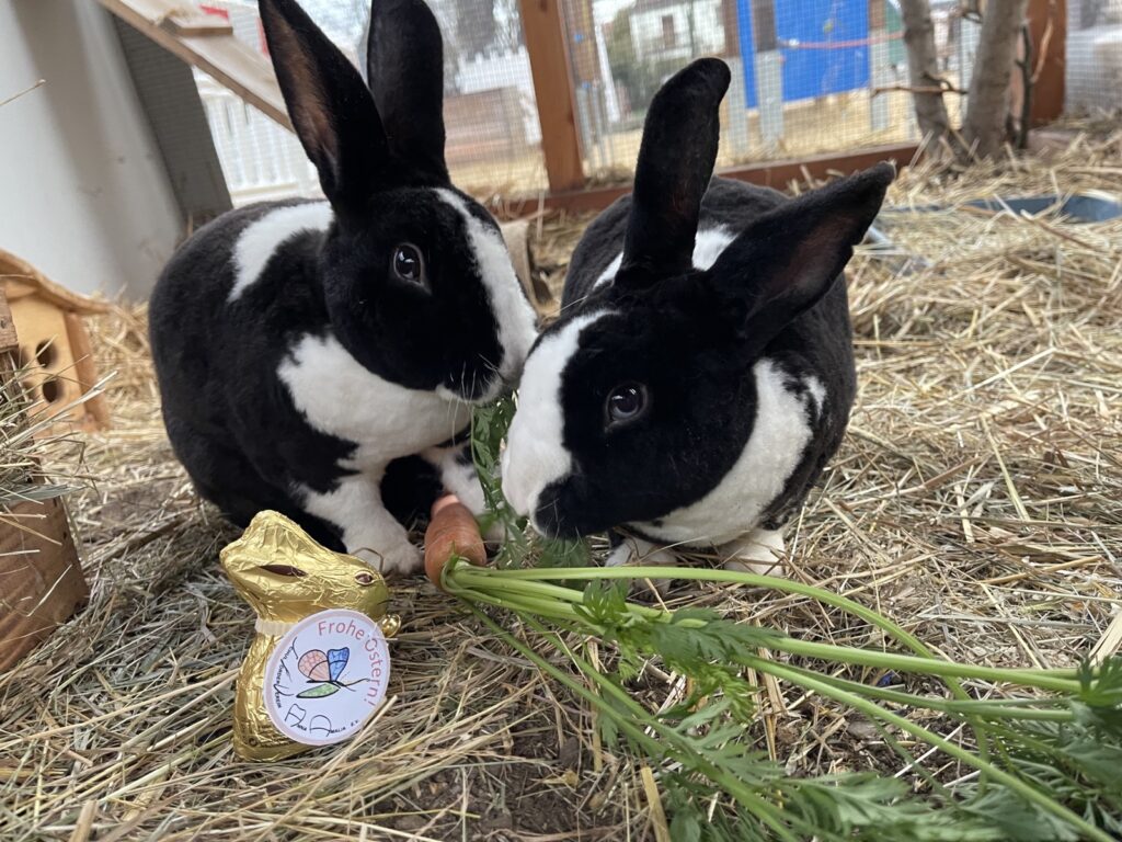 2 Hasen und ein Osterhase aus Schokolade.